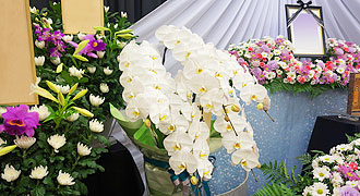 いただいた胡蝶蘭も一緒に飾りました