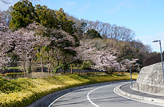 厚木市斎場の桜