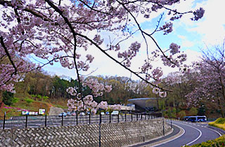 厚木市斎場の桜