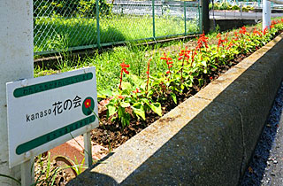 植えこみ完了