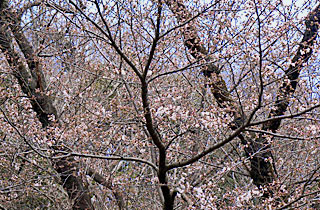 厚木市斎場の桜