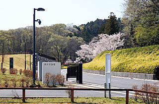 厚木市斎場桜