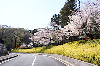厚木市斎場桜