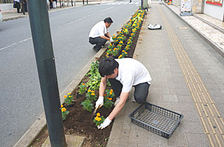 植え替えの様子