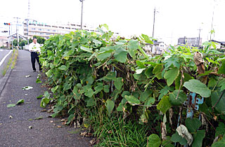 歩道まで伸びた雑草