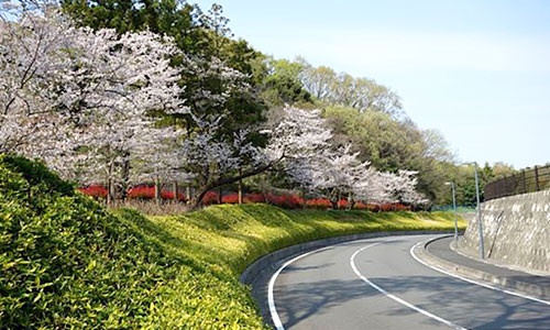 厚木市斎場の桜