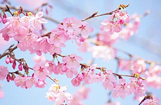 厚木市近郊でのご葬儀に関することはお気兼ねなくお問合せ下さい。
