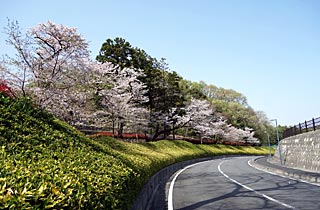 厚木市斎場の桜