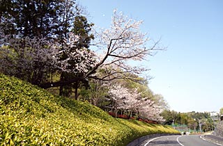 厚木市斎場の桜