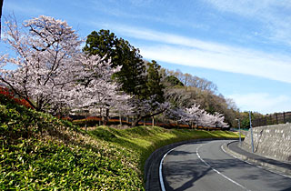 厚木市斎場の桜