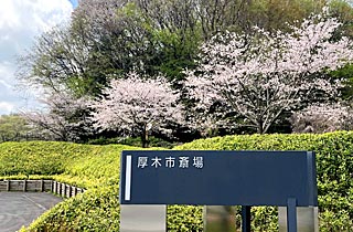厚木市斎場の桜
