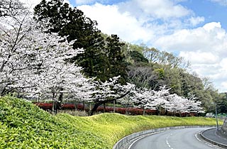厚木市斎場の桜
